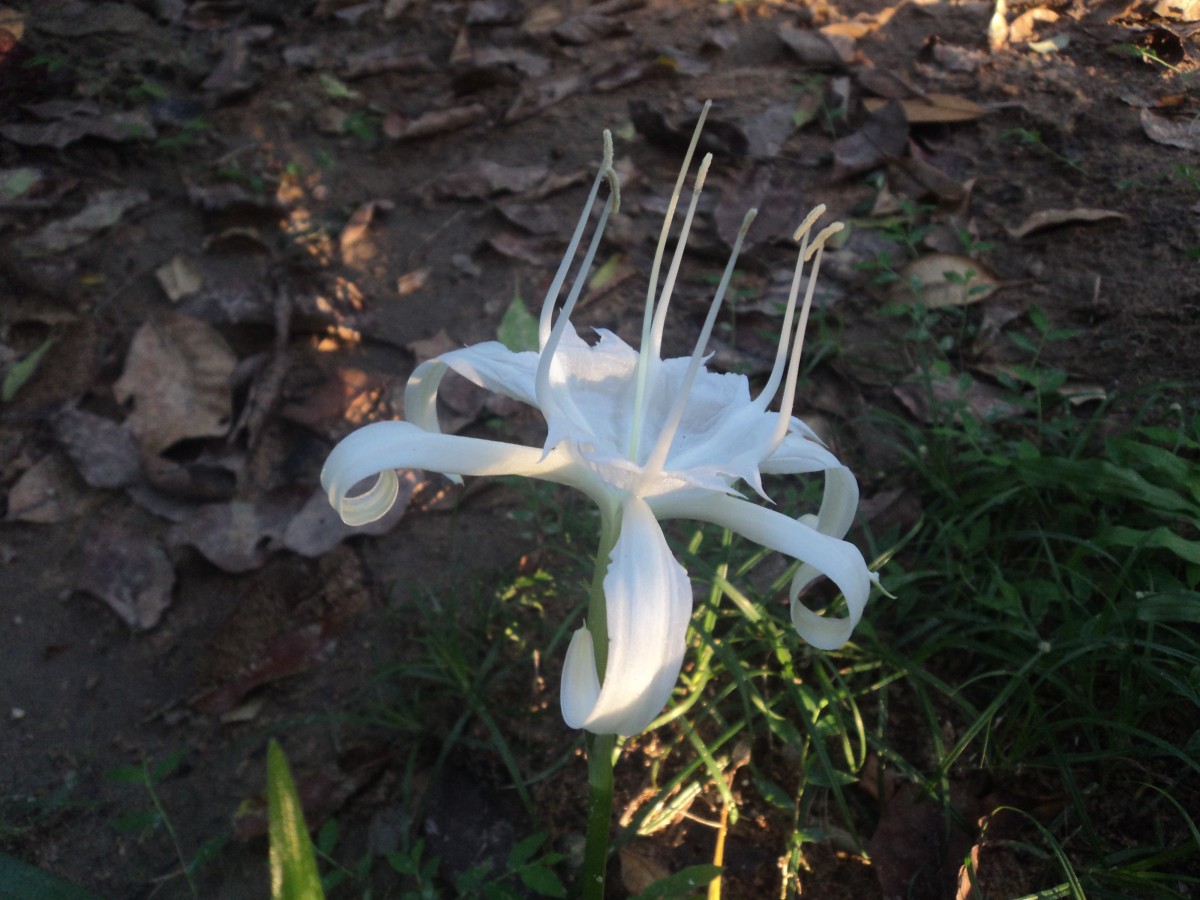 Pancratium zeylanicum L.